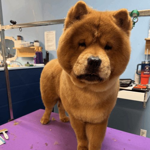 Creative Grooming